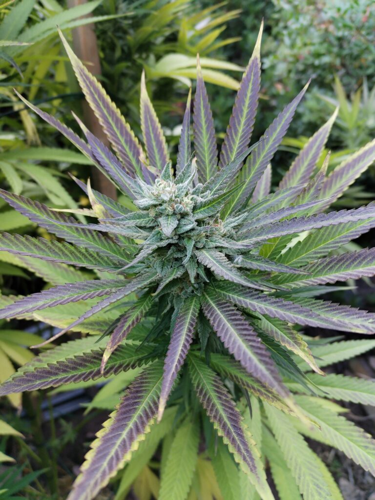 Fleur de la ferme CBD Calvi BangoWeed