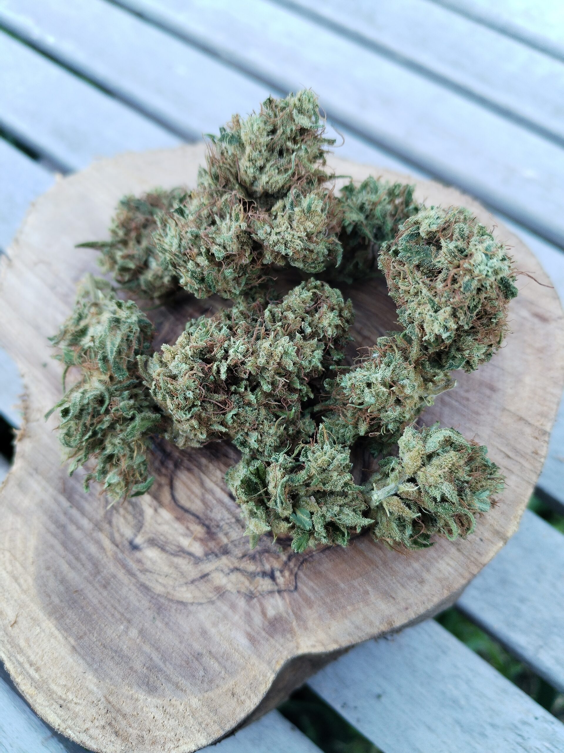 Photo macro d'un ensemble de fleur issue de la variété Sweet Critical