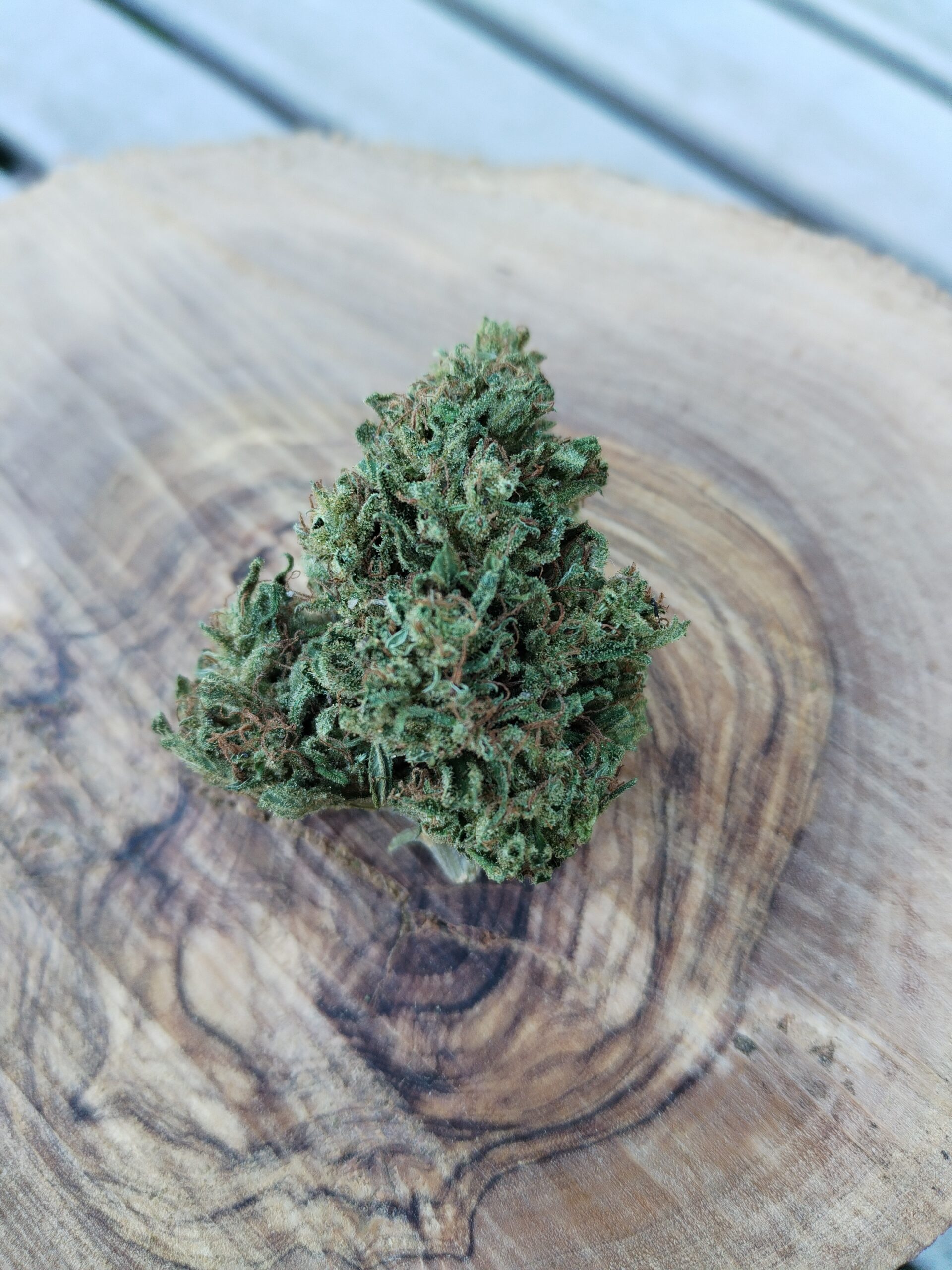 Photo macro d'une fleur issue de la variété Tutti Frutti