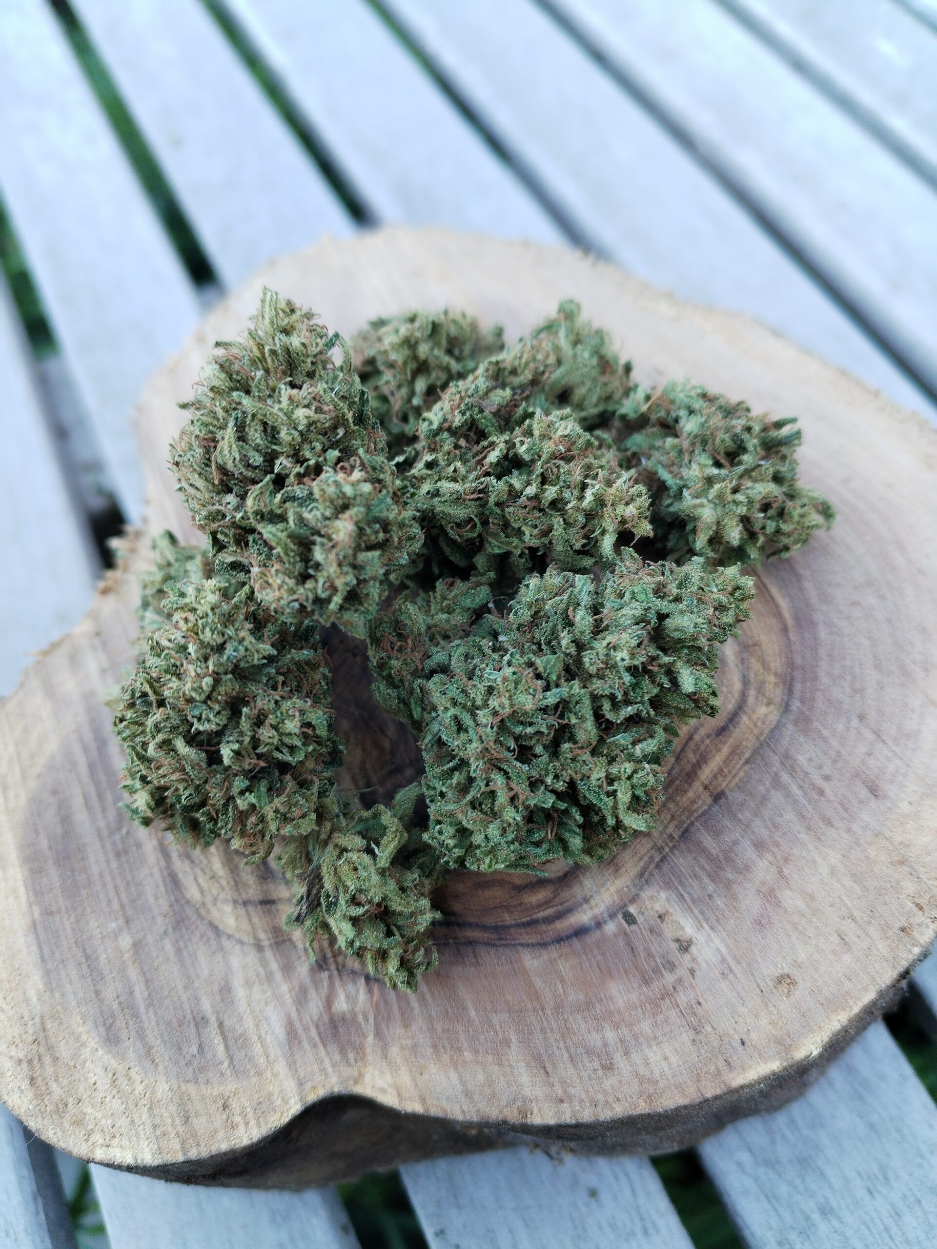 Photo macro d'un ensemble de fleur issue de la variété Tutti Frutti