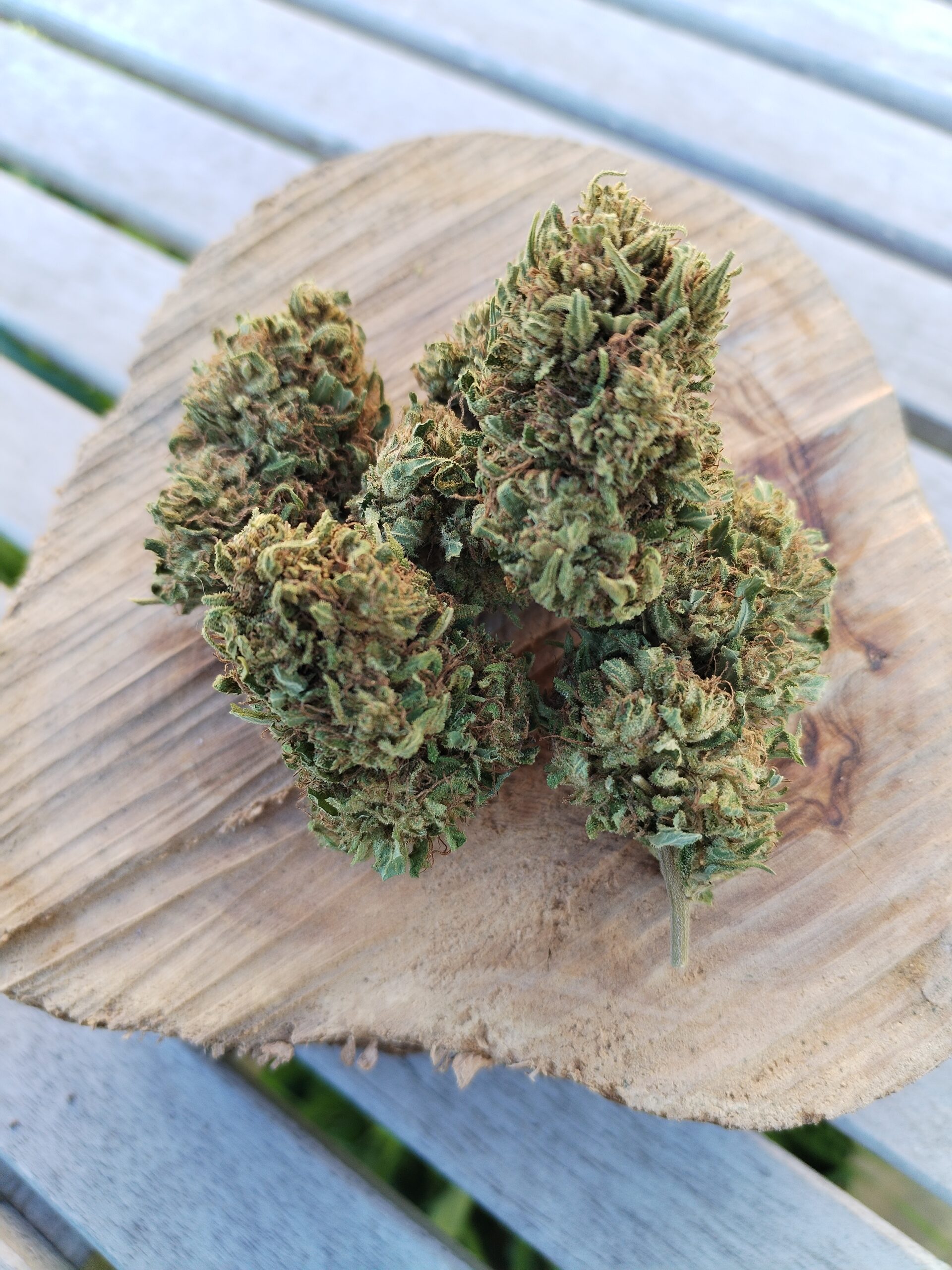 Photo macro d'un ensemble de fleur issue de la variété Recovery